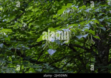 Tiglio piccolo-lievitato (Tilia cordata) verde primavera fogliame e drupi immaturi Foto Stock