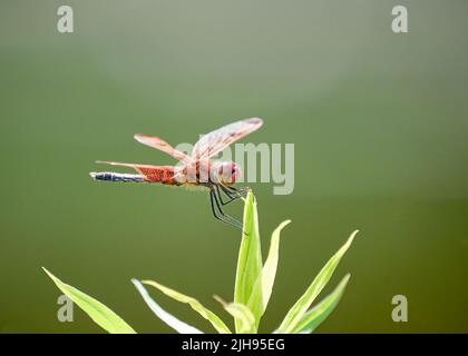 Un primo piano di un dragonfly arancione che si aggrappa con le sue gambe che tengono su una foglia verde in un giardino cortile Foto Stock