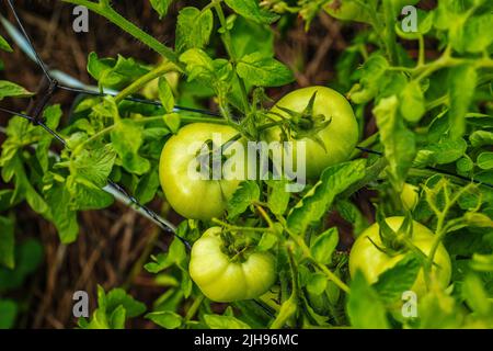 Pomodori verdi e non maturi appendono su un cespuglio. Frutta grande di verdure immature. Piantagione di verdure con pomodori. Prodotti biologici in crescita. Foto Stock