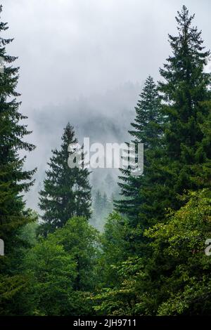Albero di Natale foresta nelle montagne della regione di Racha in Georgia. Natura Foto Stock