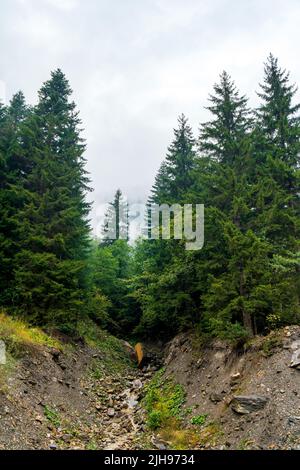 Albero di Natale foresta nelle montagne della regione di Racha in Georgia. Natura Foto Stock