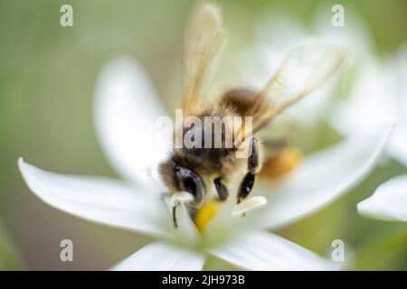 Foto macro di un'ape. L'ape raccoglie il polline. Ape su un fiore bianco. Foto Stock