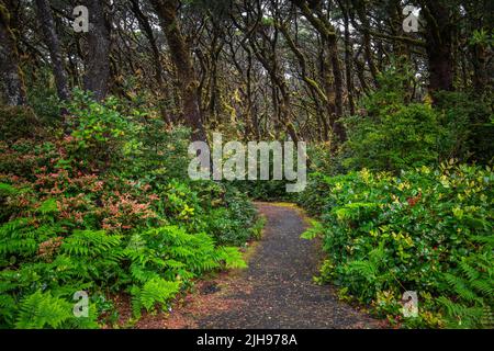 Un sentiero si curva attraverso lussureggianti felci verdi e fogliame sotto un baldacchino di alberi ricoperti di muschio in Oregon, USA Foto Stock