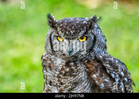 Gufo dagli occhi gialli in Africa Foto Stock