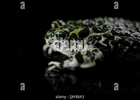 Incredibile rana tropicale o rospo in primo piano. Natterjack respira e guarda la fotocamera. Giungla selvaggia anfibio lampeggi occhi, agita narici, macro. Foto Stock