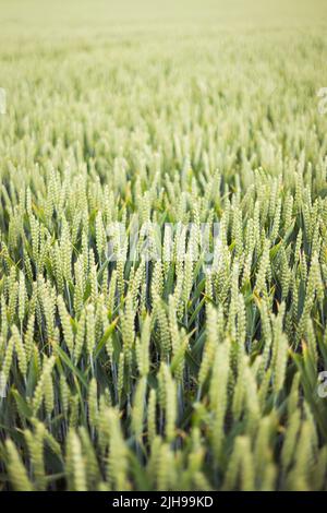 Campo di raccolti. Primo piano di spighe verdi di grano che crescono in una fattoria nella campagna del Regno Unito Foto Stock