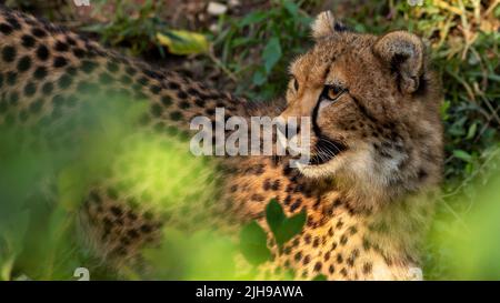 Ritratto di un chetah che si muove attraverso la giungla Foto Stock