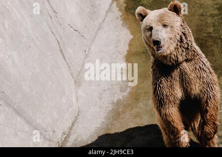 Amichevole orso marrone sulle sue gambe posteriori nello zoo. Inserire il testo Foto Stock