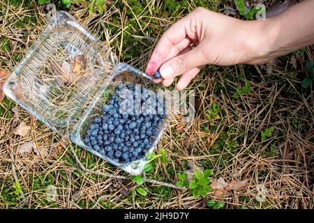 La mano di una donna mette le bacche in un contenitore di plastica. Una donna raccoglie i mirtilli a mano. Pianta di mirtillo nella foresta. Vitamine naturali in natura. Foto Stock