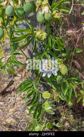 Pianta di passionflower che produce frutta e un fiore con fogliame verde Foto Stock