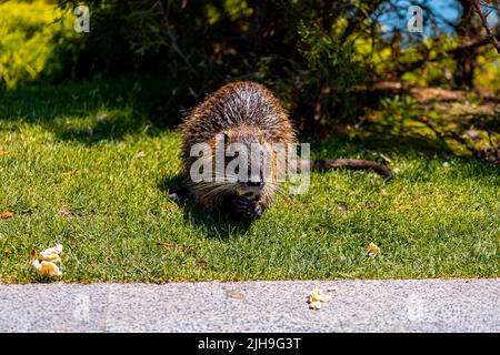 giardini zoologici, una nutria si siede sul prato e raccoglie il cibo che i visitatori hanno gettato ad esso Foto Stock