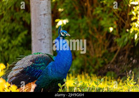 il bellissimo pavone blu degli uccelli si affaccia intorno al territorio dello zoo mentre si cammina sotto gli alberi all'ombra Foto Stock