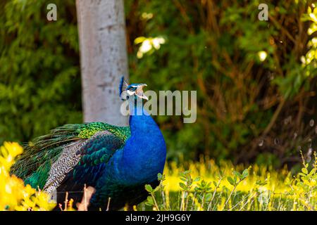 il bellissimo pavone blu degli uccelli si affaccia intorno al territorio dello zoo mentre si cammina sotto gli alberi all'ombra Foto Stock