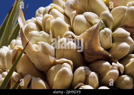 Fioriture bianche di canne di racemose infiorescenze di Yucca brevifolia, Asparagaceae, arbusto arborescente nativo nel deserto del Mojave meridionale, Inverno. Foto Stock