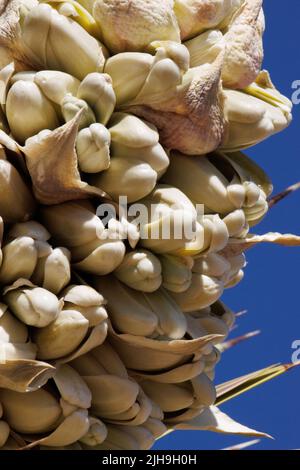 Fioriture bianche di canne di racemose infiorescenze di Yucca brevifolia, Asparagaceae, arbusto arborescente nativo nel deserto del Mojave meridionale, Inverno. Foto Stock