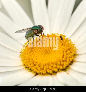 Primo piano di una mosca seduta su un fiore margherita in un giardino cortile in estate. Zoom delle margherite che fioriscono in un campo o prato durante la primavera. Fioritura Foto Stock