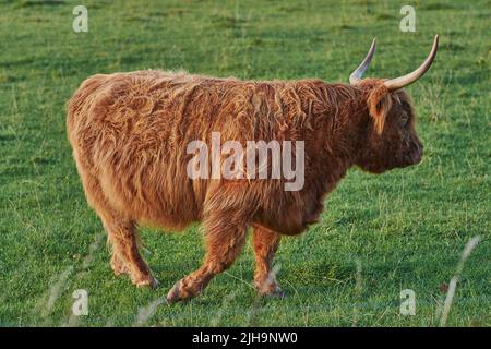 La mucca delle Highland cammina sul verde campo estivo.Shaggy bovino con pelliccia rossa passeggiando nel prato. Vista laterale di toro isolato con corna lunghe in movimento Foto Stock