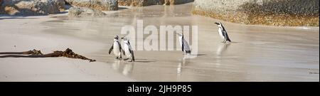 Il paesaggio della spiaggia con pinguini che camminano sulla sabbia in una calda giornata estiva. Una piccola colonia di animali artici o uccelli all'aperto sull'oceano Foto Stock