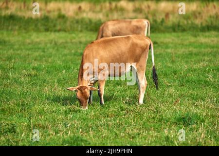Due mucche brune che pascolano in un caseificio biologico verde in campagna. Bestiame bovino o bestiame in un campo erboso aperto, vuoto e vasto o prato Foto Stock