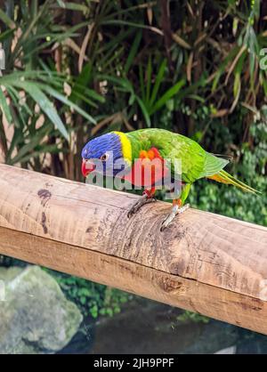 Un primo piano verticale di un lorikeet di cocco (Trichoglossus ematodus) appollaiato sul bosco Foto Stock