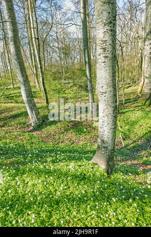 Foresta campo di fiori vicino tronchi di albero in primavera. Bellissimo paesaggio naturale di legno bianco anemone fiori che crescono in un verde pascolo terra o prato Foto Stock