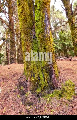 Muschi e alghe che crescono su grandi pini in una foresta sulle montagne di la Palma, Isole Canarie, Spagna. Paesaggio naturale panoramico con texture in legno Foto Stock
