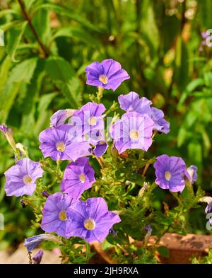 Fiori viola di geranio che crescono in un campo o giardino botanico in una giornata di sole all'aperto. Belle piante con vivaci petali viola Foto Stock