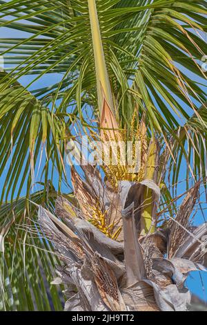 Un albero di cocco con lussureggianti foglie verdi che brillano sotto il sole in un esotico, paradiso di fuga o destinazione turistica tropicale a la Palma, isole Canarie Foto Stock