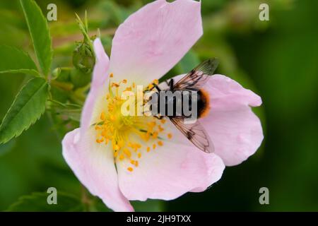 Dettaglio primo piano di una bella rosa canina rosa (Rosa canina) con un Hoverfly (Volucella bombardiani) alimentazione Foto Stock