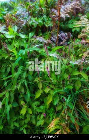 Fern e piante tropicali in giardino in una giornata di sole. Vari arbusti verdi nella giungla con fogliame e specie di piante miste. Bella piccola Foto Stock