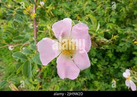 Primo piano dettagliato di una bella rosa canina rosa (Rosa canina) Foto Stock