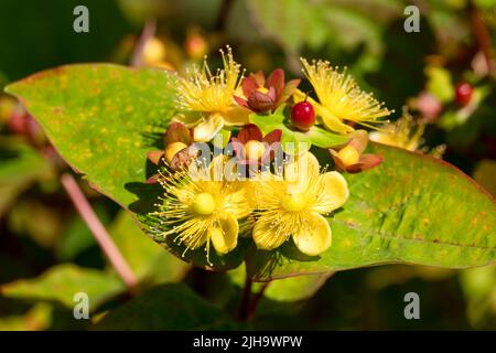 Primo piano dettagliato di Hypericum x inodorum 'Excellent Flair' Foto Stock