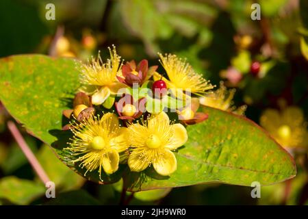 Primo piano dettagliato di Hypericum x inodorum 'Excellent Flair' Foto Stock