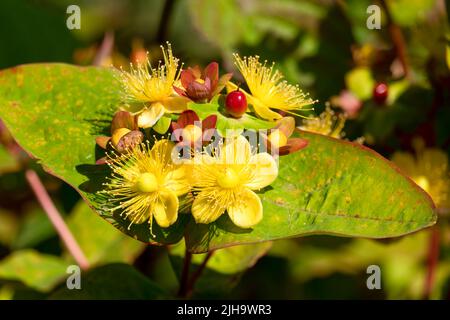 Primo piano dettagliato di Hypericum x inodorum 'Excellent Flair' Foto Stock