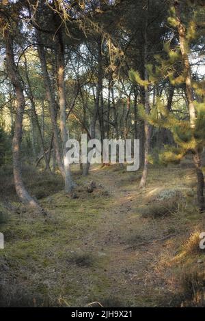 Una mistica pineta con un percorso a piedi nascosto. Vista paesaggio di lussureggiante, verde foresta in remoto ambientale conservazione della natura. Sentiero escursionistico Foto Stock