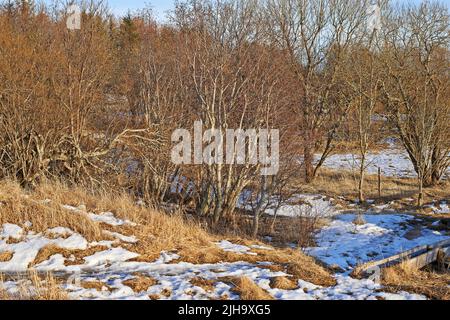 Alberi boschivi senza frondoli con neve in fusione in primavera. Paesaggio stagionale di lenta ricrescita nei boschi dopo l'inverno con molti rami di alberi secchi Foto Stock