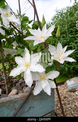 grande clematis bianco fiorito 'duchess of edinburgh' in fiore d'estate Foto Stock