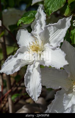 grande clematis bianco fiorito 'duchess of edinburgh' in fiore d'estate Foto Stock