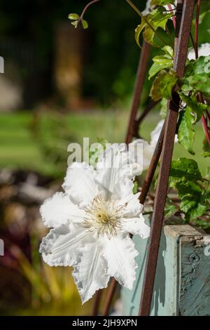 grande clematis bianco fiorito 'duchess of edinburgh' in fiore d'estate Foto Stock