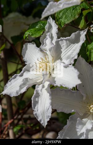 grande clematis bianco fiorito 'duchess of edinburgh' in fiore d'estate Foto Stock