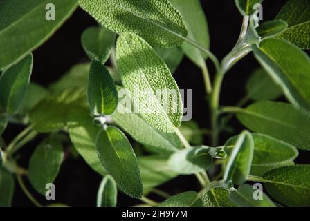 Salvia comune, salvia a foglia larga - Salvia officinalis piante crescono nel giardino delle erbe Foto Stock