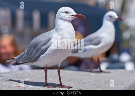 Primo piano di due gabbiani alla ricerca di terreni di nidificazione in una remota città costiera all'estero e all'estero. Birdwatching migratorio curioso e malizioso Foto Stock