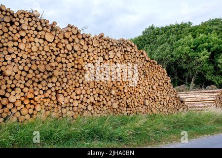 Tagliare tronchi di faggio impilati in un mucchio colmo. Deforestazione e abbattimento di boschi forestali nell'industria del legname per legna da ardere e risorse energetiche Foto Stock