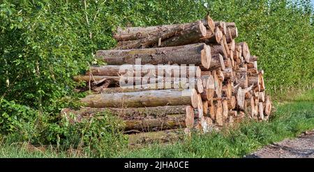 Tagliare i tronchi di albero impilati insieme all'esterno contro cespugli verdi, impaccati pile pulite dopo essere stati tagliati nel processo di deforestazione nella foresta. Registrazione Foto Stock