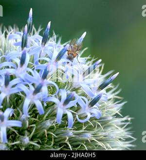 Primo piano della pianta del cardo del globo blu impollinata dalle api in un giardino durante l'estate. Botanica che cresce su un campo verde in campagna. Zoom di Foto Stock