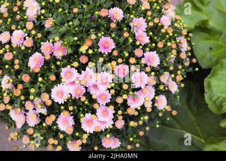 Primo piano di fiori rosa di crisantemo che crescono, fioriscono e fioriscono in un rigoglioso giardino verde a casa. Mazzo di piante piccole vibranti su un cespuglio o. Foto Stock