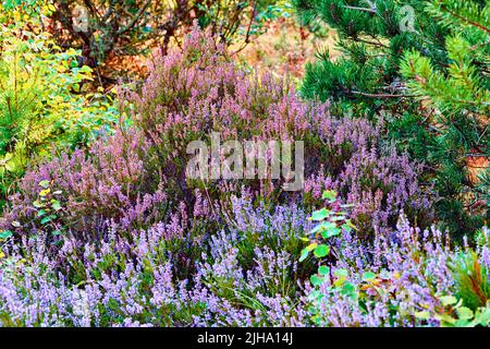 Heather che cresce in una foresta selvaggia. Bellissimo paesaggio di fiori viola fiorente nella natura circondato da pini. Vista panoramica del lussureggiante fogliame Foto Stock