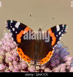 Primo piano di una farfalla seduta su una pianta all'esterno in un giardino. Insetto bello e colorato durante l'estate che si alimenta su un fiore rosa. L'Ammiraglio Rosso Foto Stock