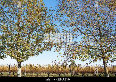 Alberi decidui vista della cornice attraverso i vigneti vicino Blenheim Foto Stock