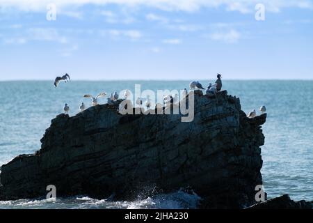 Uccelli su una roccia off-shore in silhouette sul litorale di Kaikoura. Foto Stock